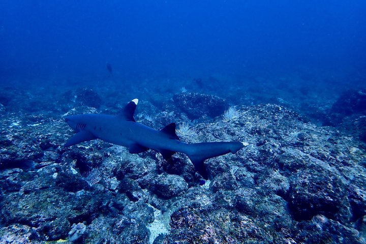 White tip reef shark